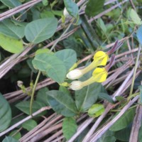 <i>Ceropegia candelabrum</i>  var.  biflora  (L.) Ansari